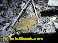 /home//u458753944/public_html/sourcegallery//Roxborough Toad Detour/2013-2019/2013/2013-04-09/P1120041.JPG